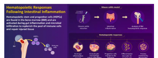 科学家揭示免疫祖细胞在修复发炎肠道组织中的作用