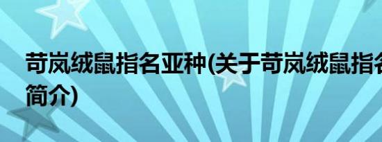 苛岚绒鼠指名亚种(关于苛岚绒鼠指名亚种的简介)