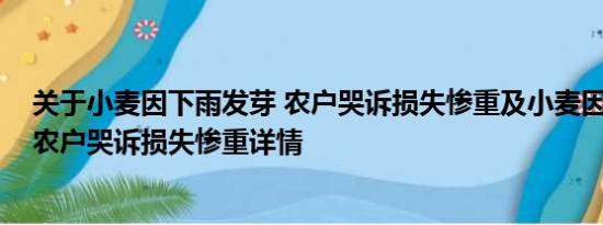 关于小麦因下雨发芽 农户哭诉损失惨重及小麦因下雨发芽 农户哭诉损失惨重详情