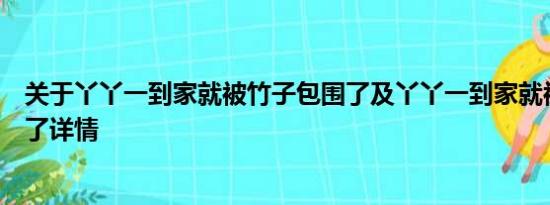 关于丫丫一到家就被竹子包围了及丫丫一到家就被竹子包围了详情