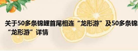 关于50多条锦鲤首尾相连“龙形游”及50多条锦鲤首尾相连“龙形游”详情