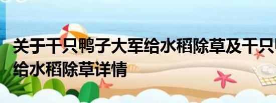 关于千只鸭子大军给水稻除草及千只鸭子大军给水稻除草详情