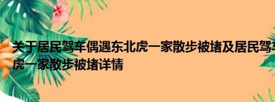 关于居民驾车偶遇东北虎一家散步被堵及居民驾车偶遇东北虎一家散步被堵详情