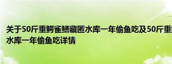 关于50斤重鳄雀鳝藏匿水库一年偷鱼吃及50斤重鳄雀鳝藏匿水库一年偷鱼吃详情