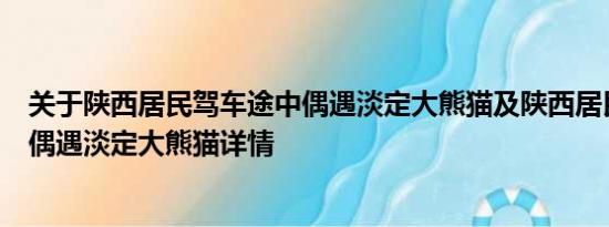 关于陕西居民驾车途中偶遇淡定大熊猫及陕西居民驾车途中偶遇淡定大熊猫详情