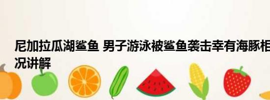 尼加拉瓜湖鲨鱼 男子游泳被鲨鱼袭击幸有海豚相救 基本情况讲解