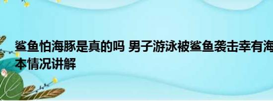 鲨鱼怕海豚是真的吗 男子游泳被鲨鱼袭击幸有海豚相救 基本情况讲解