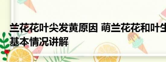 兰花花叶尖发黄原因 萌兰花花和叶生日快乐 基本情况讲解