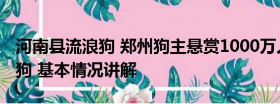 河南县流浪狗 郑州狗主悬赏1000万人民币寻狗 基本情况讲解