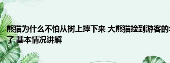 熊猫为什么不怕从树上摔下来 大熊猫捡到游客的伞还给撑开了 基本情况讲解