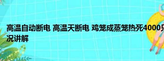 高温自动断电 高温天断电 鸡笼成蒸笼热死4000只鸡 基本情况讲解