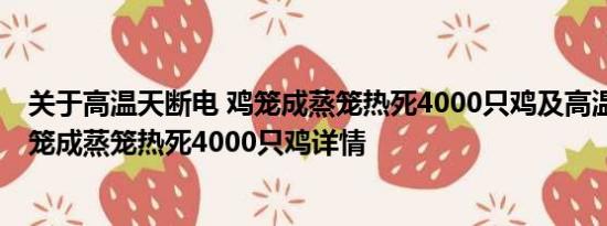 关于高温天断电 鸡笼成蒸笼热死4000只鸡及高温天断电 鸡笼成蒸笼热死4000只鸡详情