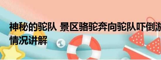 神秘的驼队 景区骆驼奔向驼队吓倒游客 基本情况讲解