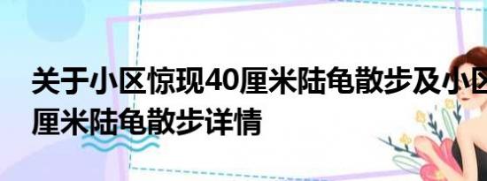 关于小区惊现40厘米陆龟散步及小区惊现40厘米陆龟散步详情