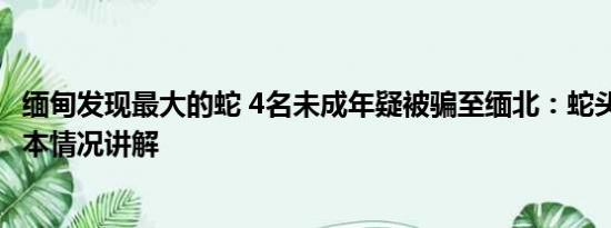 缅甸发现最大的蛇 4名未成年疑被骗至缅北：蛇头仅16岁 基本情况讲解