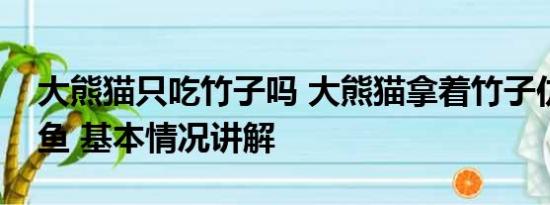 大熊猫只吃竹子吗 大熊猫拿着竹子仿佛在钓鱼 基本情况讲解