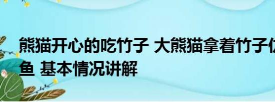 熊猫开心的吃竹子 大熊猫拿着竹子仿佛在钓鱼 基本情况讲解