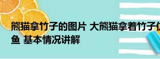 熊猫拿竹子的图片 大熊猫拿着竹子仿佛在钓鱼 基本情况讲解