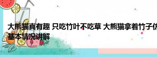 大熊猫真有趣 只吃竹叶不吃草 大熊猫拿着竹子仿佛在钓鱼 基本情况讲解