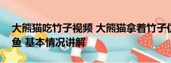 大熊猫吃竹子视频 大熊猫拿着竹子仿佛在钓鱼 基本情况讲解