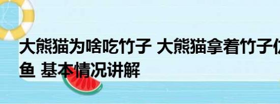 大熊猫为啥吃竹子 大熊猫拿着竹子仿佛在钓鱼 基本情况讲解