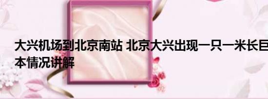 大兴机场到北京南站 北京大兴出现一只一米长巨型蜥蜴 基本情况讲解