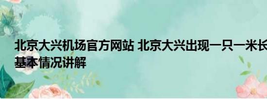 北京大兴机场官方网站 北京大兴出现一只一米长巨型蜥蜴 基本情况讲解