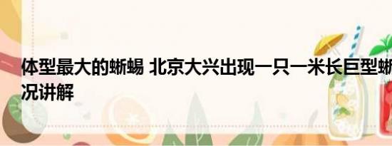 体型最大的蜥蜴 北京大兴出现一只一米长巨型蜥蜴 基本情况讲解