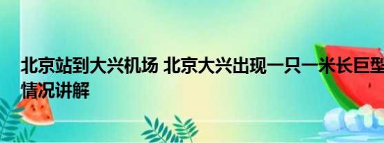 北京站到大兴机场 北京大兴出现一只一米长巨型蜥蜴 基本情况讲解