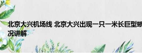 北京大兴机场线 北京大兴出现一只一米长巨型蜥蜴 基本情况讲解