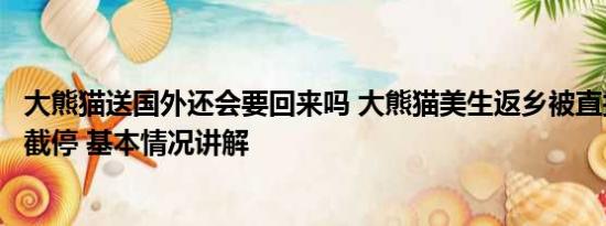 大熊猫送国外还会要回来吗 大熊猫美生返乡被直播博主拦车截停 基本情况讲解