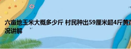 六亩地玉米大概多少斤 村民种出59厘米超4斤黄瓜王 基本情况讲解