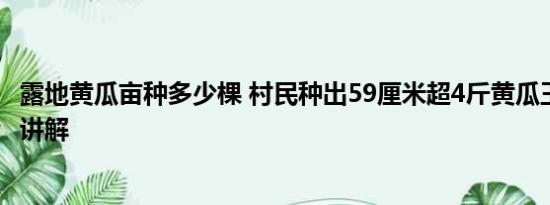 露地黄瓜亩种多少棵 村民种出59厘米超4斤黄瓜王 基本情况讲解