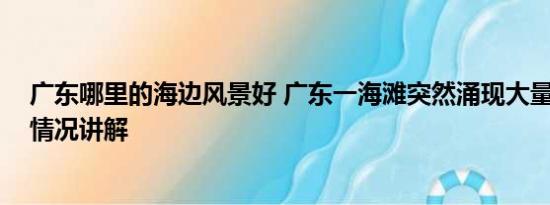 广东哪里的海边风景好 广东一海滩突然涌现大量海虾 基本情况讲解