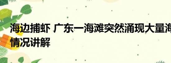 海边捕虾 广东一海滩突然涌现大量海虾 基本情况讲解