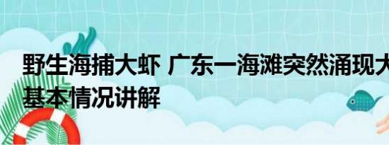 野生海捕大虾 广东一海滩突然涌现大量海虾 基本情况讲解