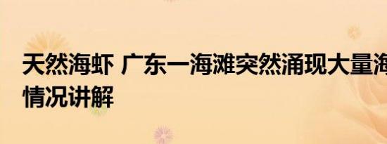 天然海虾 广东一海滩突然涌现大量海虾 基本情况讲解