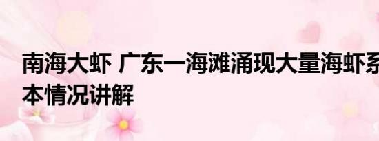 南海大虾 广东一海滩涌现大量海虾系谣言 基本情况讲解