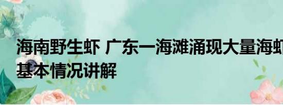 海南野生虾 广东一海滩涌现大量海虾系谣言 基本情况讲解