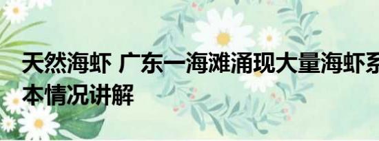 天然海虾 广东一海滩涌现大量海虾系谣言 基本情况讲解