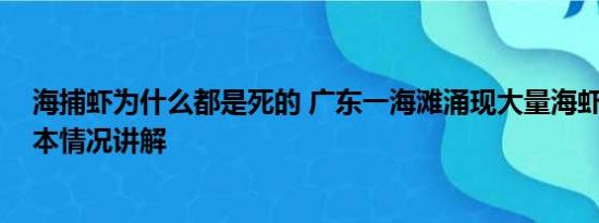 海捕虾为什么都是死的 广东一海滩涌现大量海虾系谣言 基本情况讲解