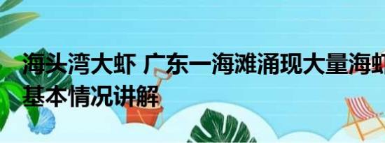 海头湾大虾 广东一海滩涌现大量海虾系谣言 基本情况讲解