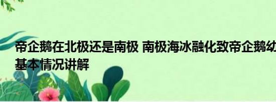 帝企鹅在北极还是南极 南极海冰融化致帝企鹅幼鸟被淹死 基本情况讲解