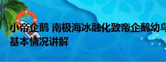 小帝企鹅 南极海冰融化致帝企鹅幼鸟被淹死 基本情况讲解