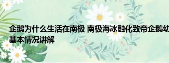 企鹅为什么生活在南极 南极海冰融化致帝企鹅幼鸟被淹死 基本情况讲解