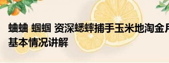 蛐蛐 蝈蝈 资深蟋蟀捕手玉米地淘金月入过万 基本情况讲解