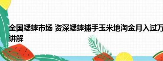 全国蟋蟀市场 资深蟋蟀捕手玉米地淘金月入过万 基本情况讲解