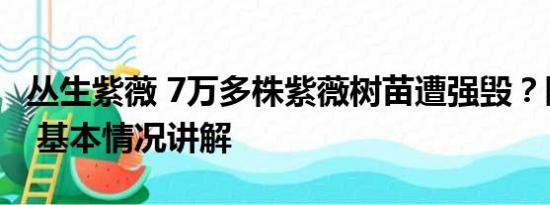 丛生紫薇 7万多株紫薇树苗遭强毁？陕西通报 基本情况讲解