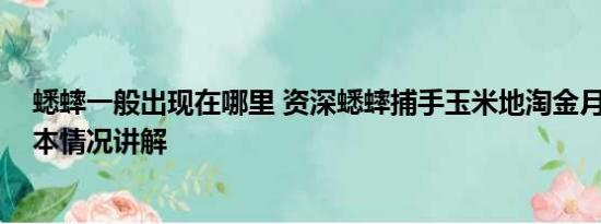 蟋蟀一般出现在哪里 资深蟋蟀捕手玉米地淘金月入过万 基本情况讲解