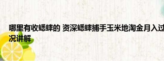 哪里有收蟋蟀的 资深蟋蟀捕手玉米地淘金月入过万 基本情况讲解